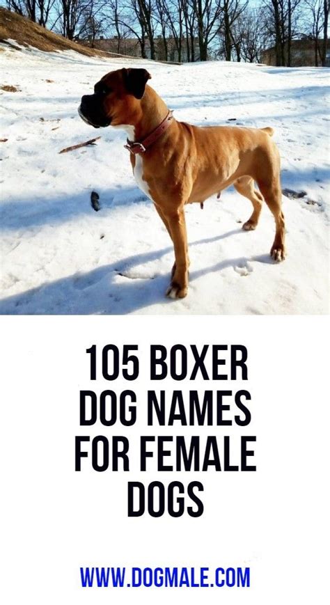 female boxer dog names unique|boxing names female.